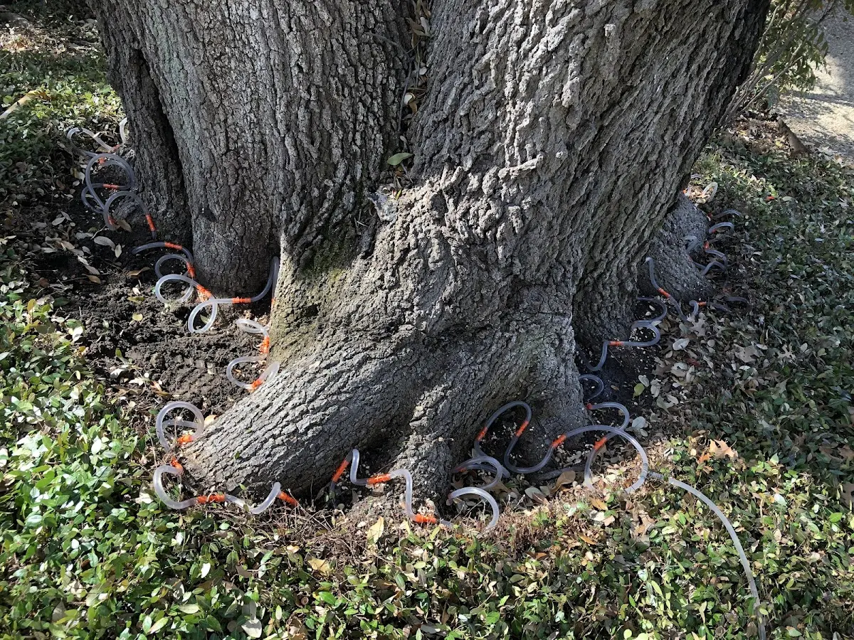 Detailed Tree Cabling and Bracing job site in Kinston