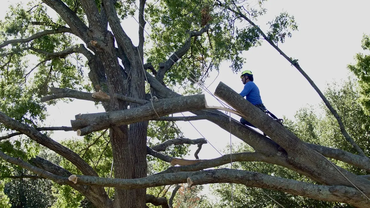 Professional Crown Thinning performed by certified arborists in Kinston