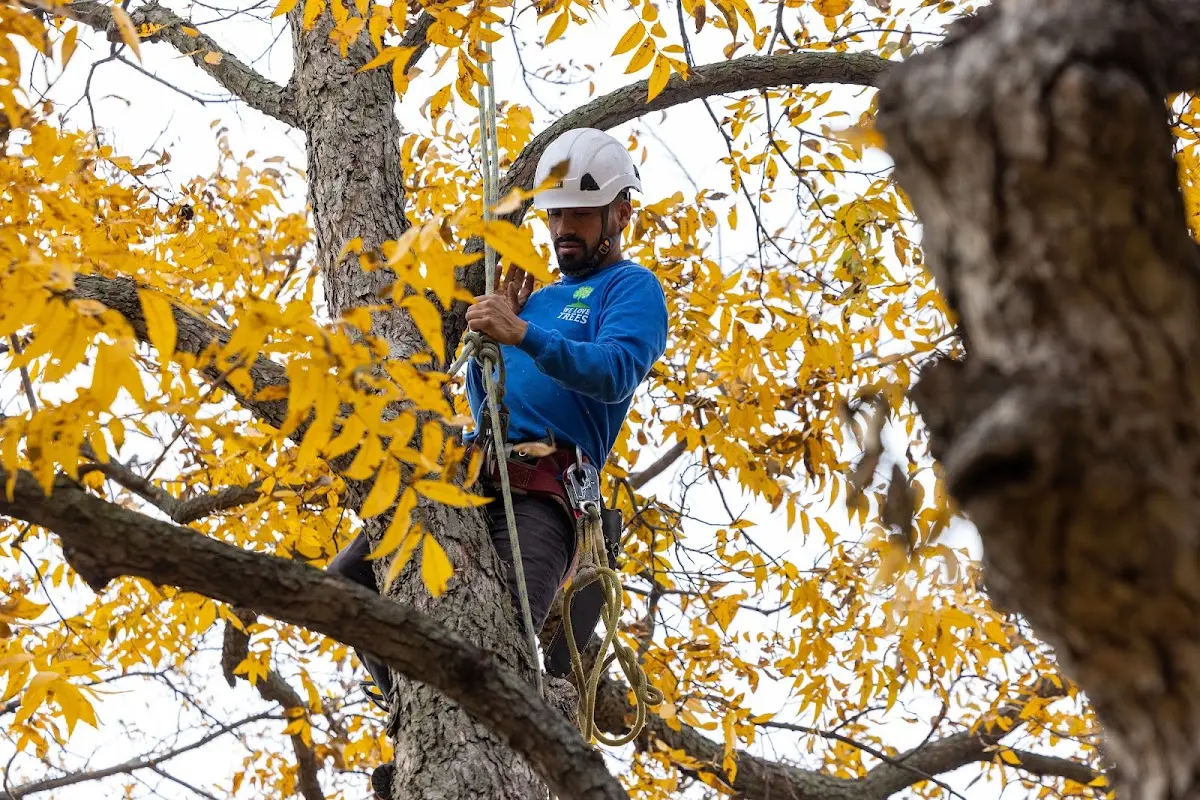 Skilled Tree Pruning crew working in Kinston