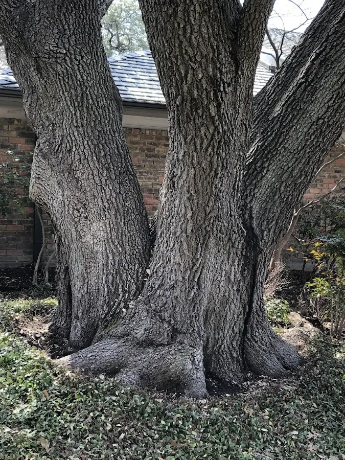 Mature heritage tree close to a Kinston property cared for by certified arborists
