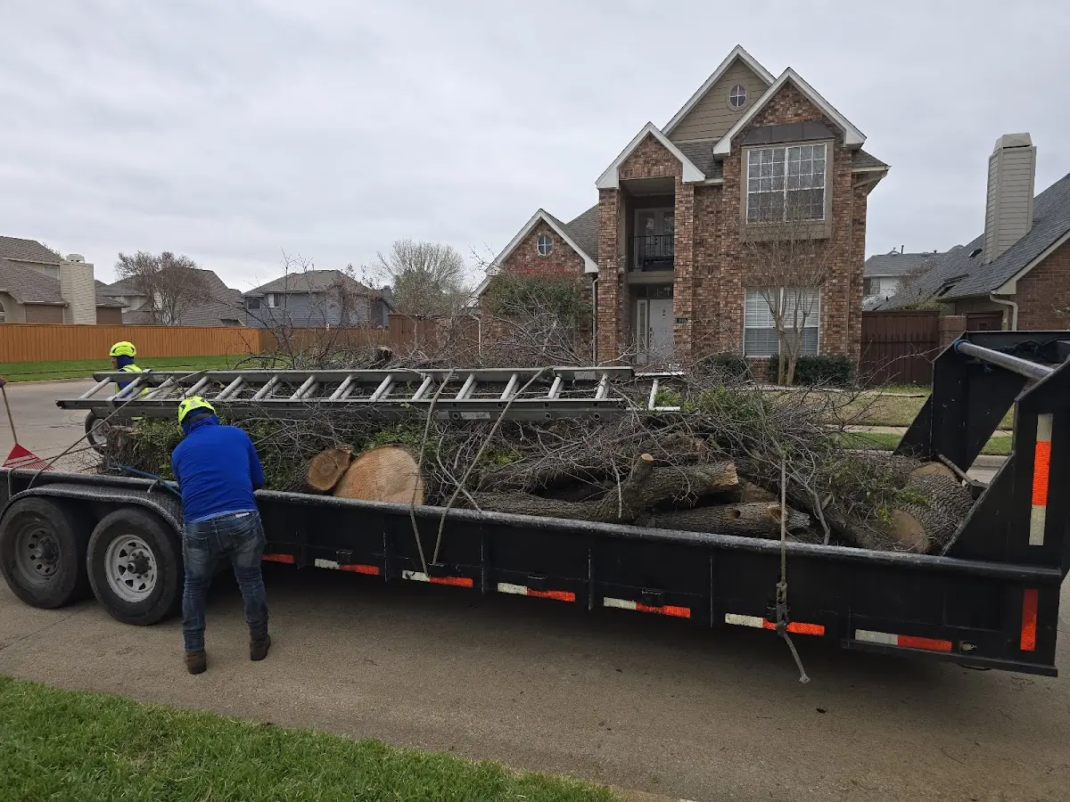 Expert Tree Removal with proper safety equipment in Kinston